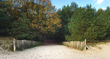 Zandpad richting het bos