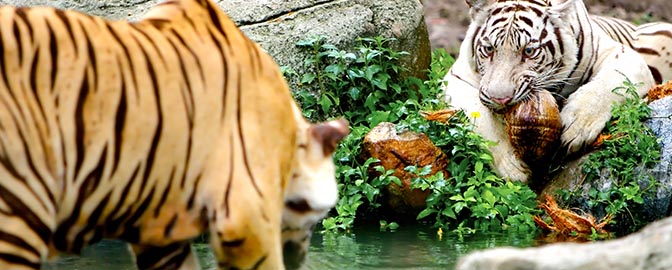 Tijgers in de dierentuin